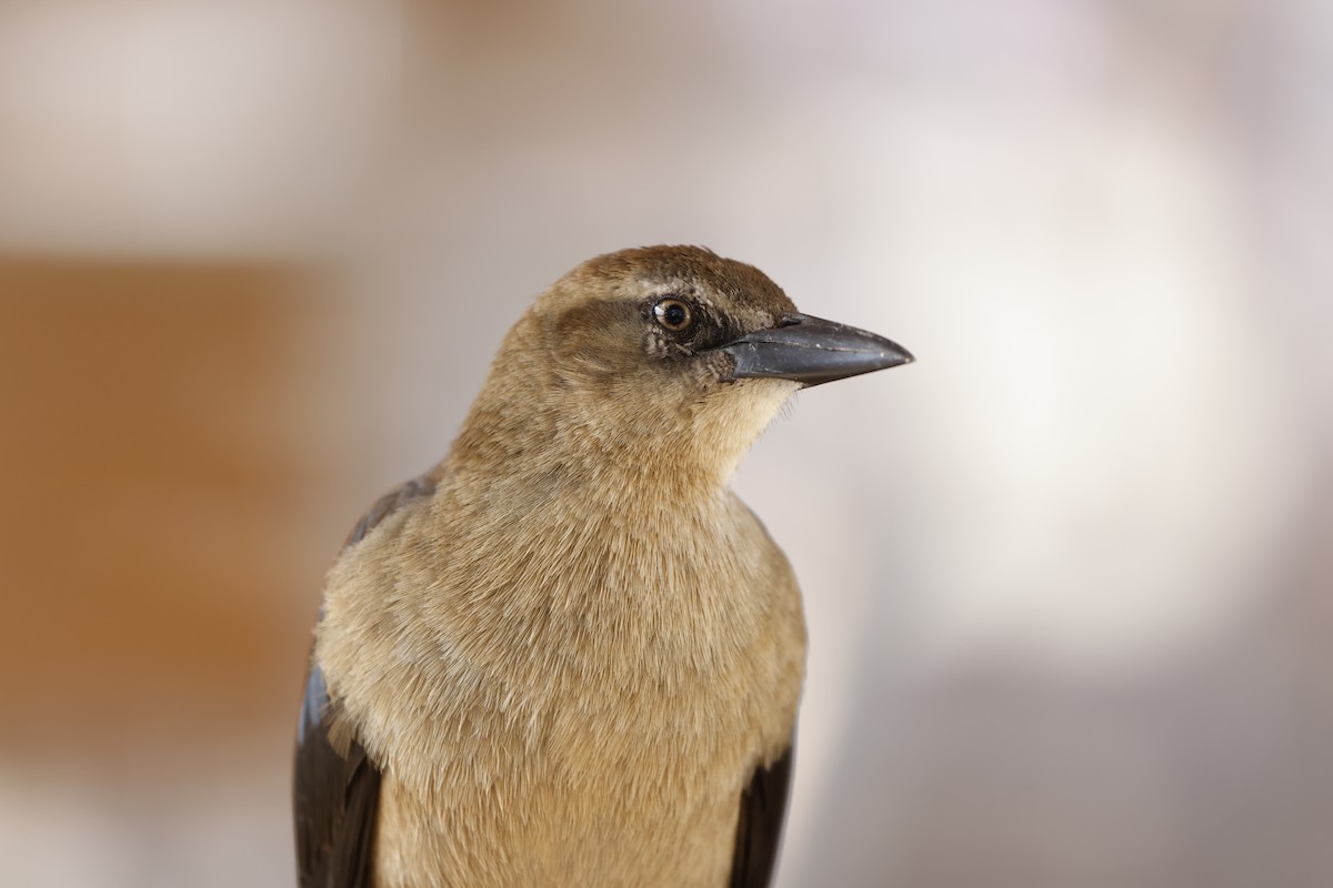 Zanate Mexicano - ML647148690