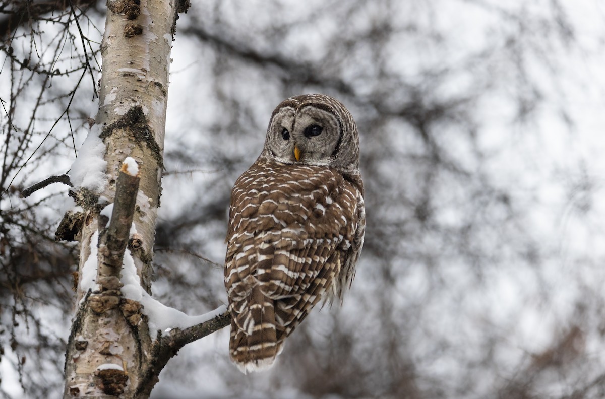 puštík proužkovaný - ML647148710