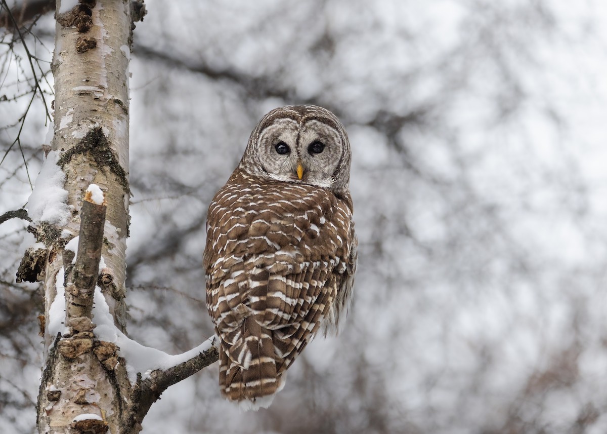 puštík proužkovaný - ML647148711