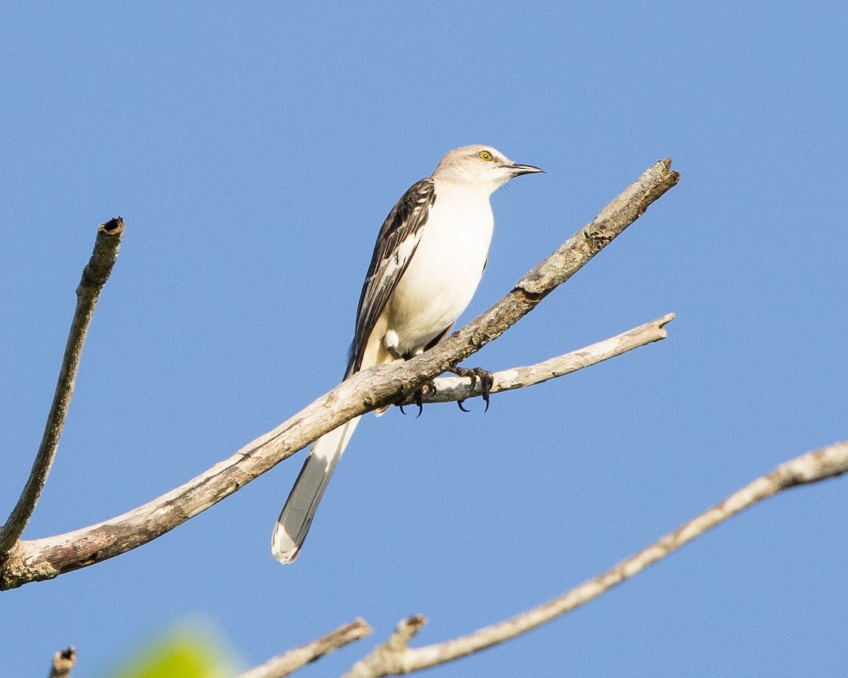 Northern Mockingbird - ML647148713