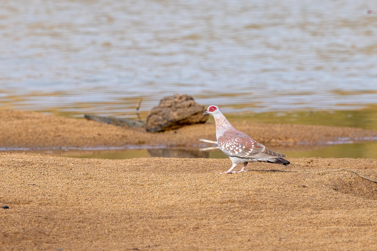 Speckled Pigeon - ML647148726