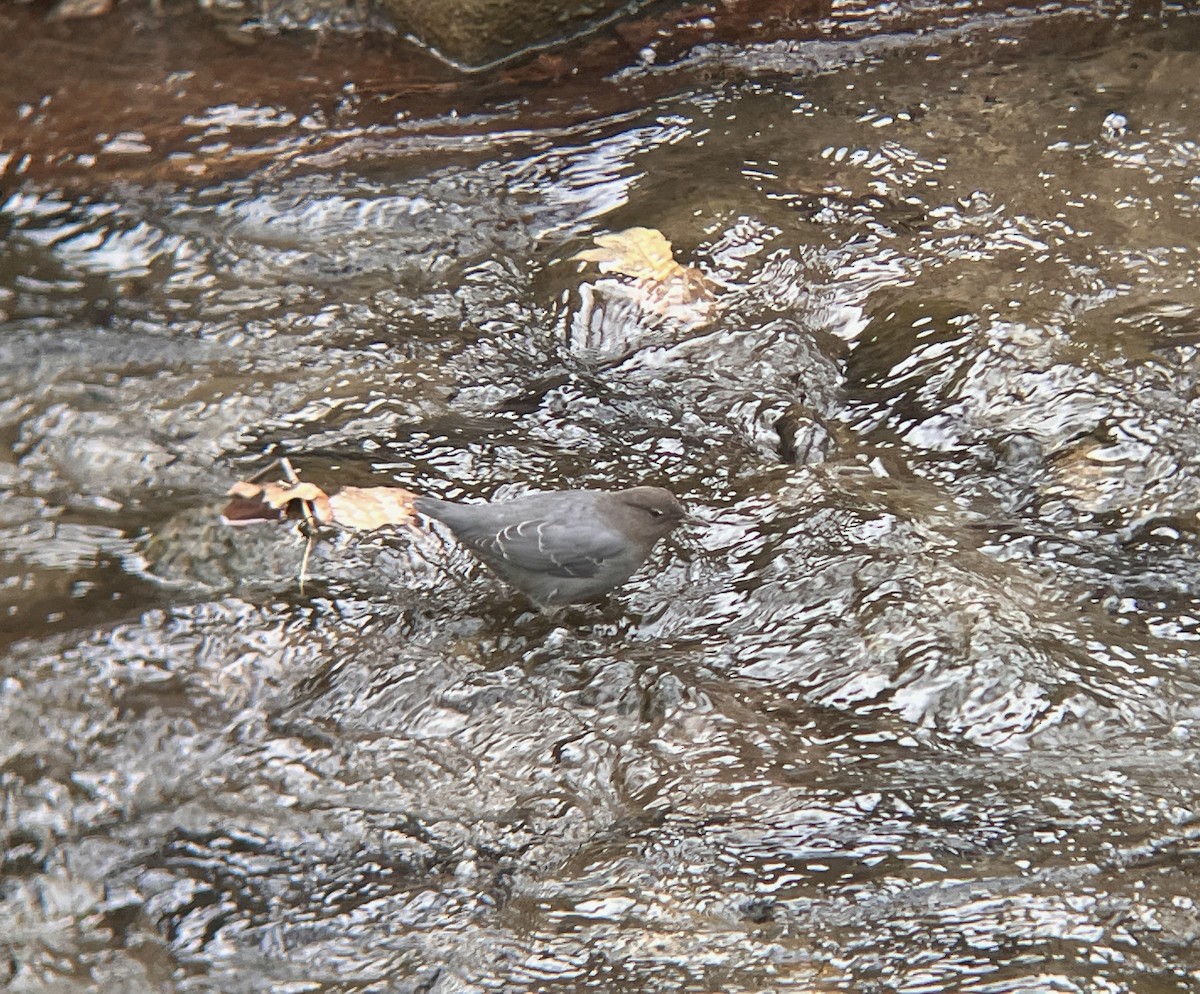 gråfossekall - ML647148734