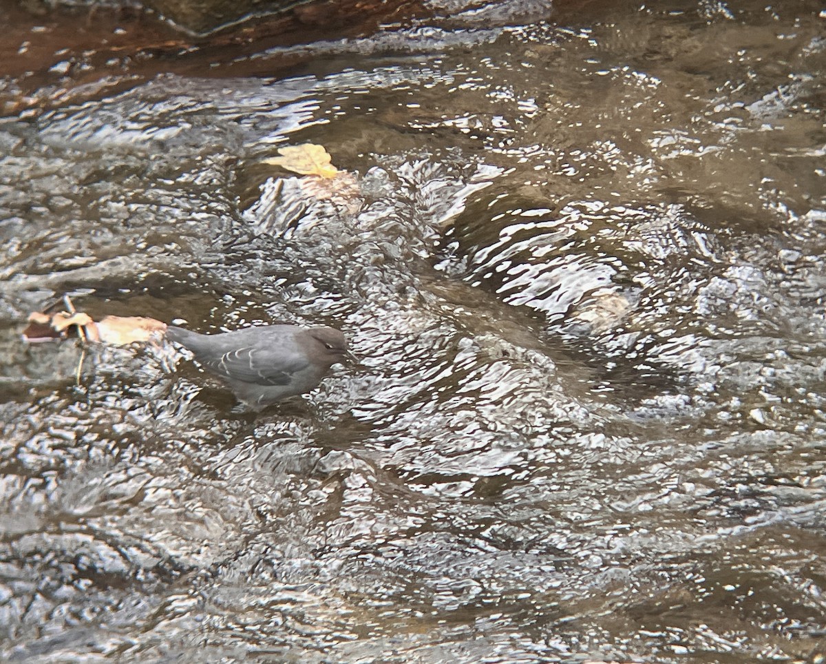 gråfossekall - ML647148735