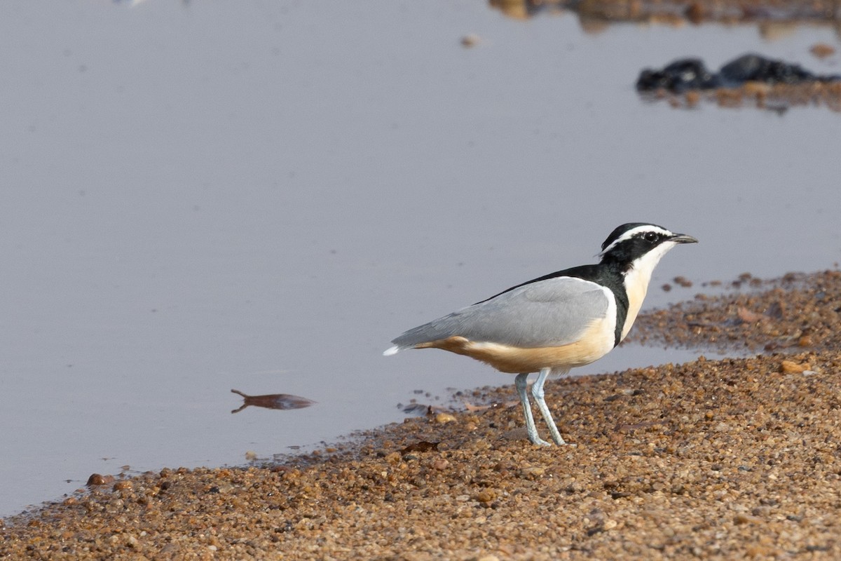 ナイルチドリ - ML647148739