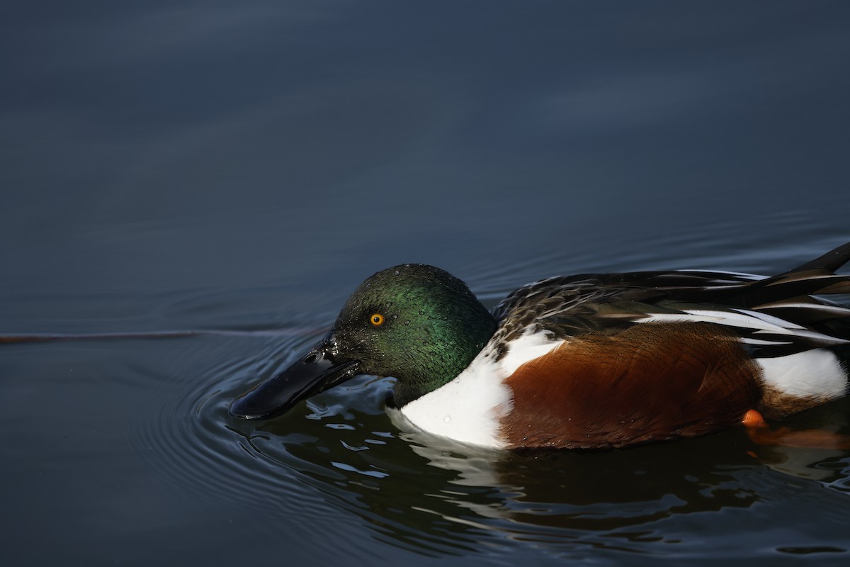 Cuchara Común - ML647148740