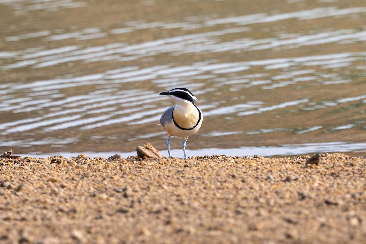 ナイルチドリ - ML647148741