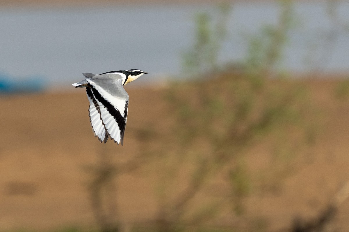 ナイルチドリ - ML647148746