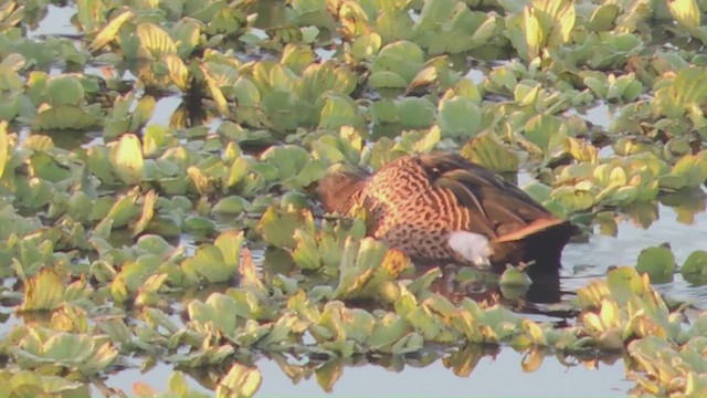 blåvingeand - ML647148750