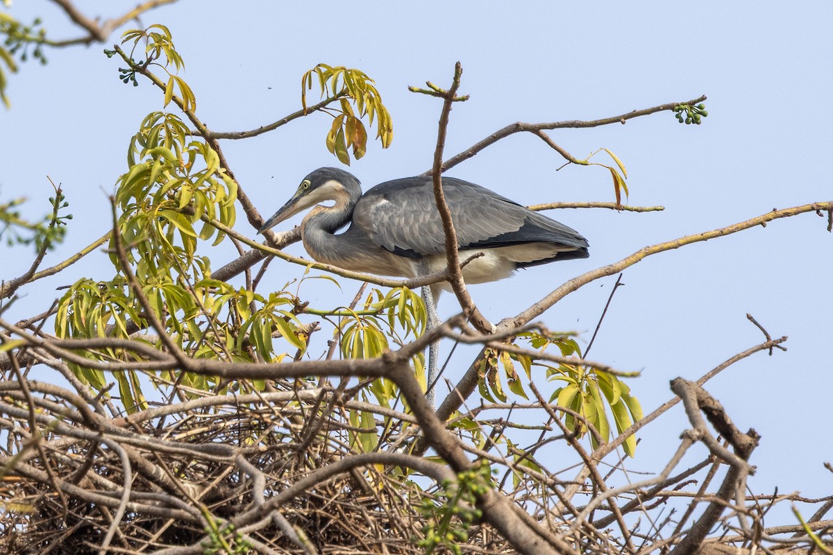 Black-headed Heron - ML647148751