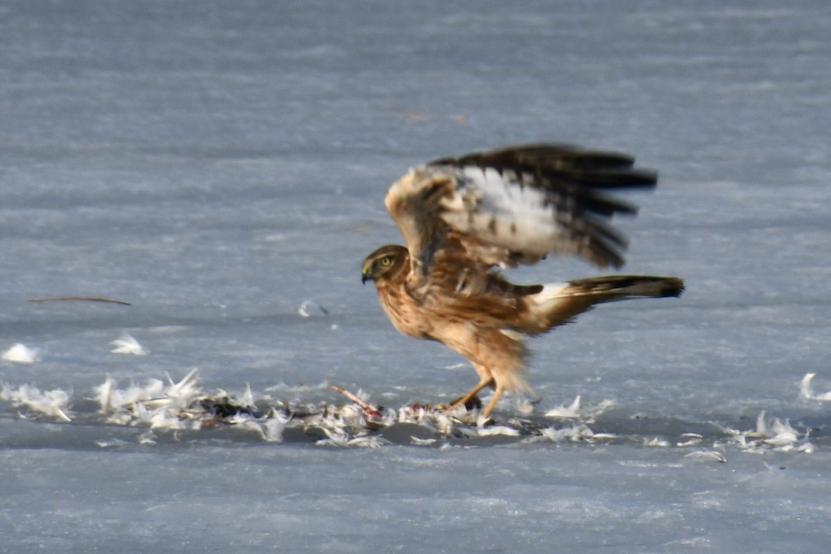 moták severoamerický - ML647148754