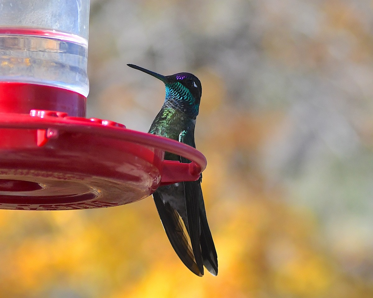 Rivoli's Hummingbird - ML647148755