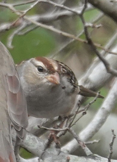 Белобровая овсянка - ML647148761