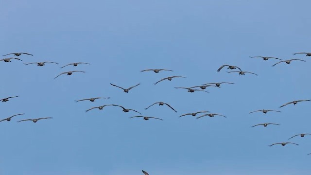 kanadatrane - ML647148762