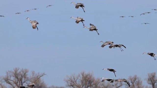 kanadatrane - ML647148763