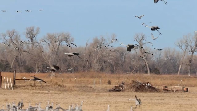 kanadatrane - ML647148764