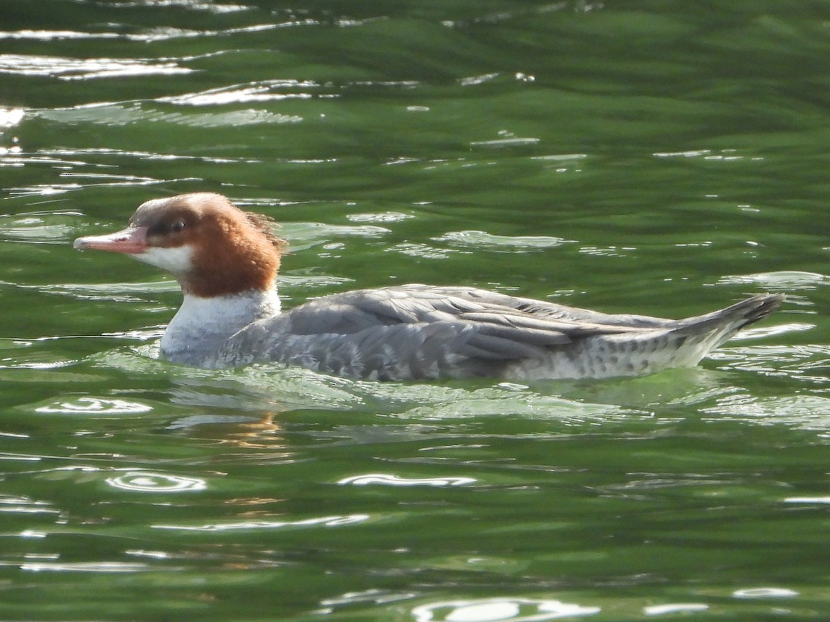 Common Merganser - ML647148769
