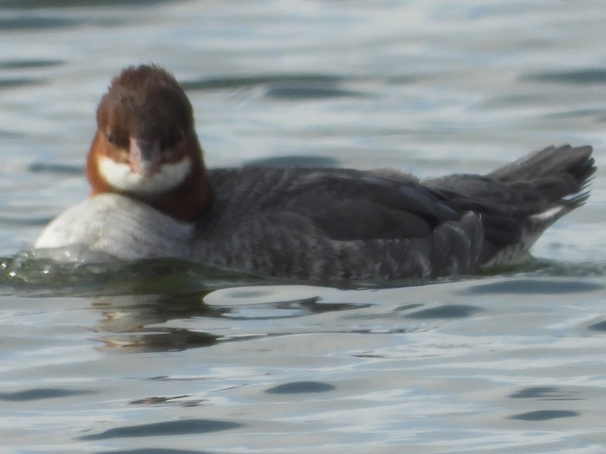 Common Merganser - ML647148770