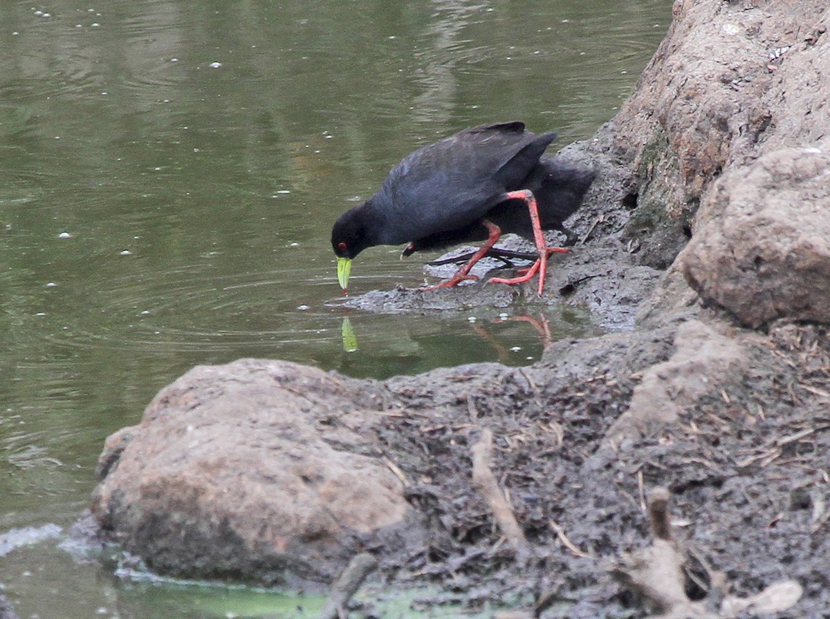 Black Crake - ML647148771