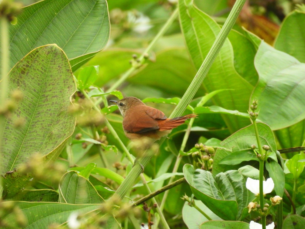 Yellow-chinned Spinetail - ML647148772