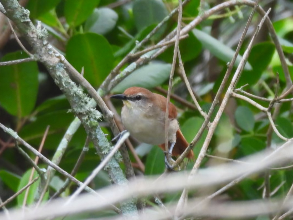 Yellow-chinned Spinetail - ML647148773