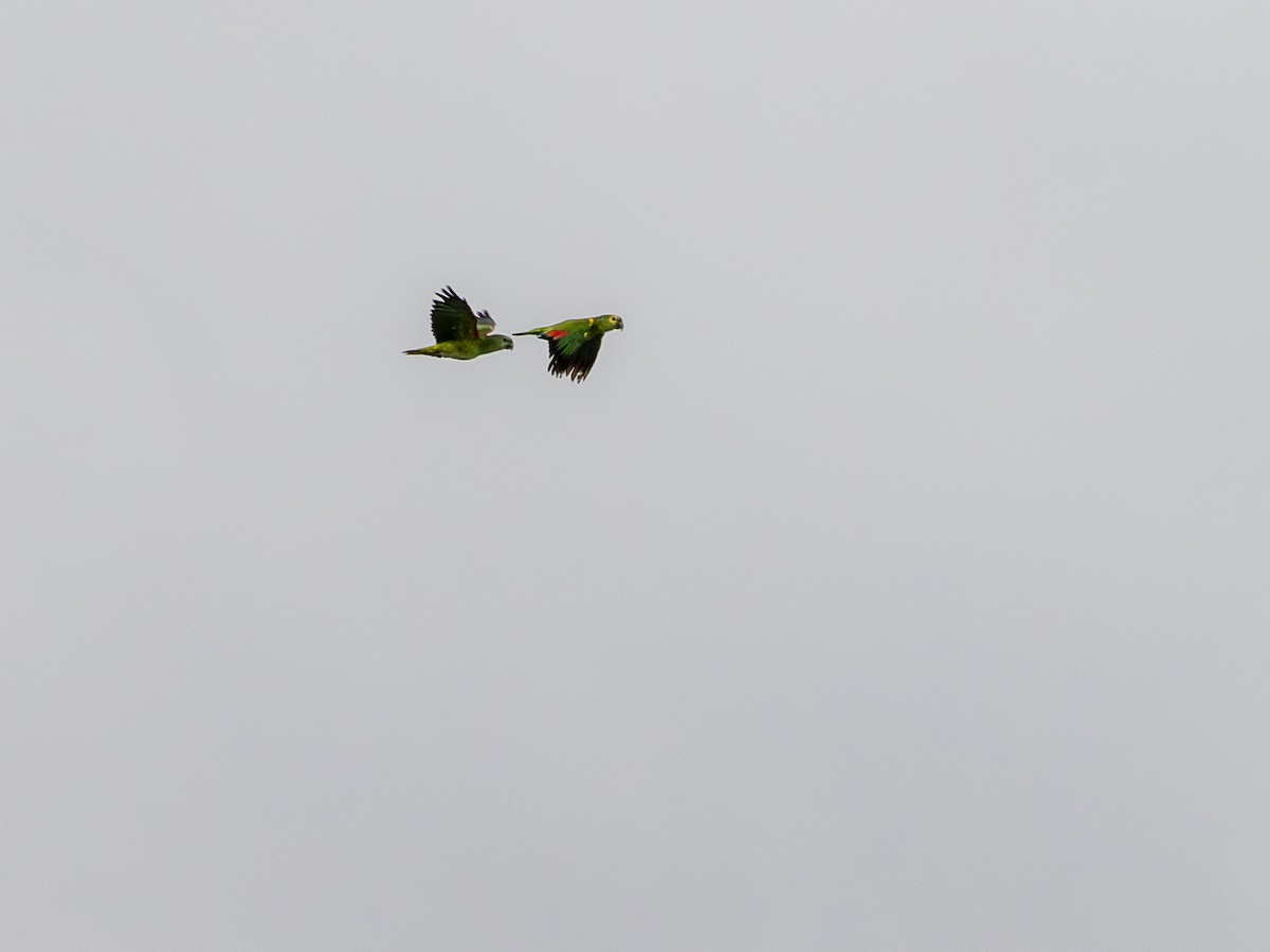 Turquoise-fronted Amazon - ML647148783