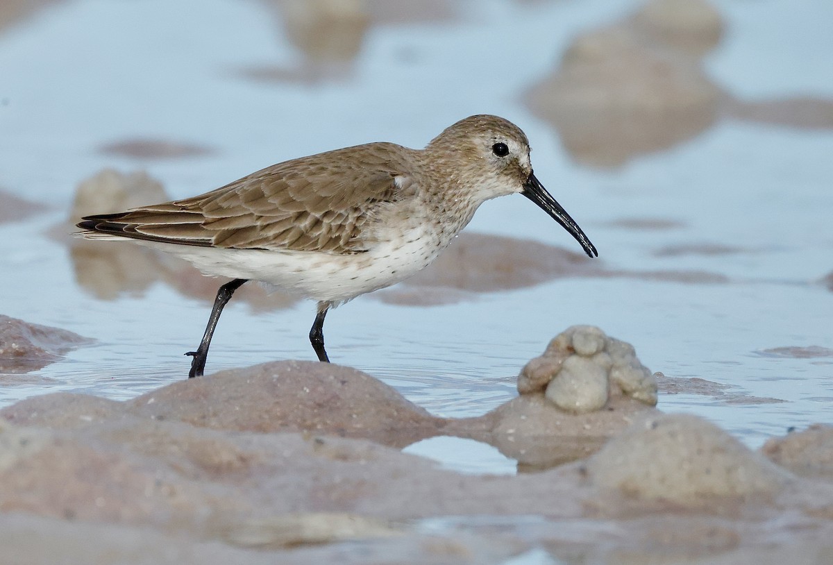 Dunlin - ML647148784