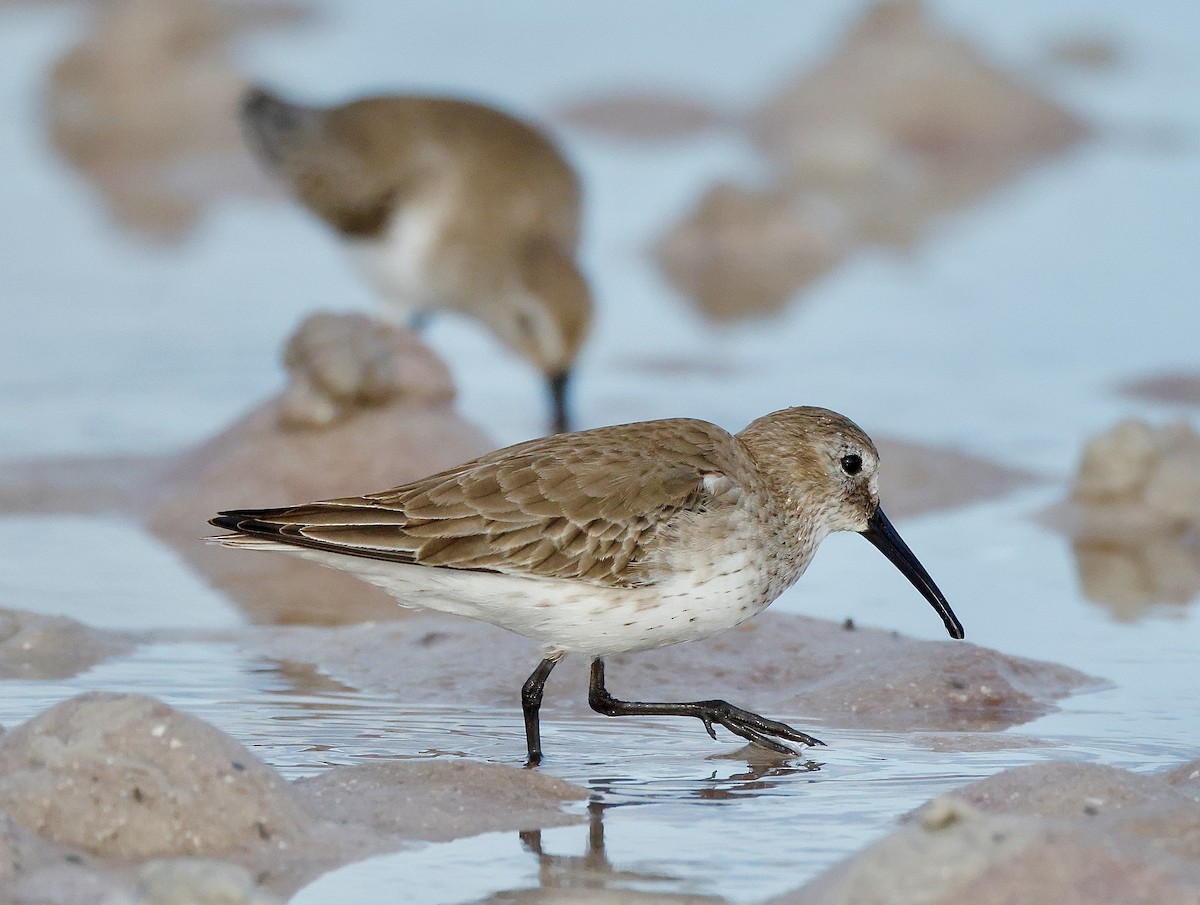 Dunlin - ML647148785