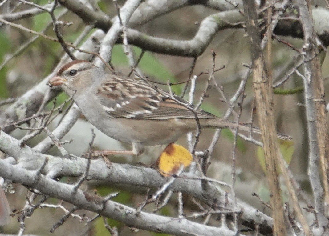 Белобровая овсянка - ML647148798