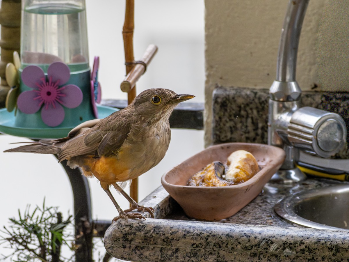 Rufous-bellied Thrush - ML647148799