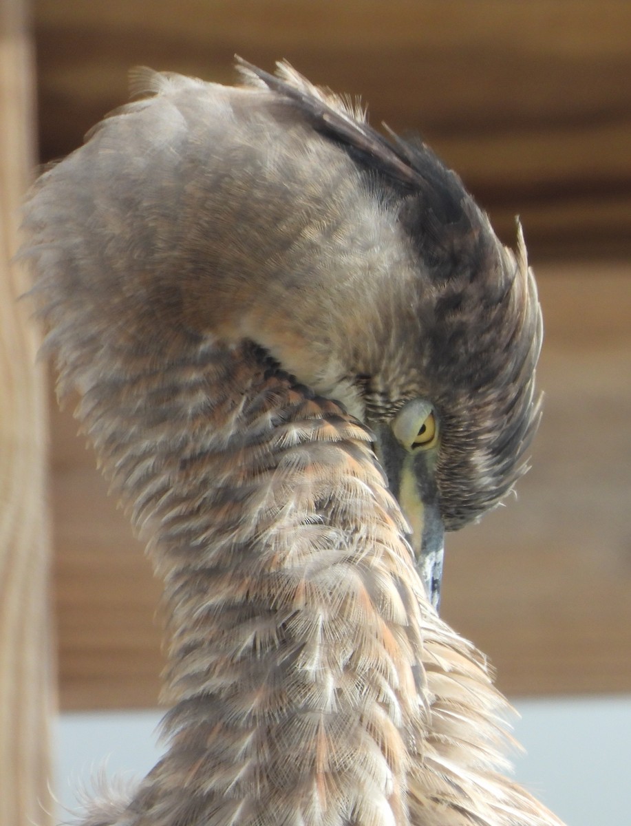 Great Blue Heron (Great Blue) - ML647148800