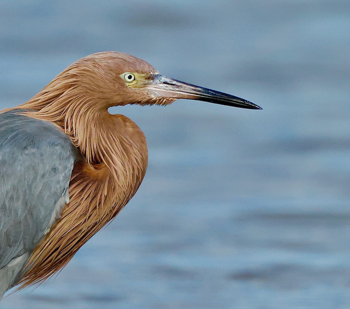 Reddish Egret - ML647148852
