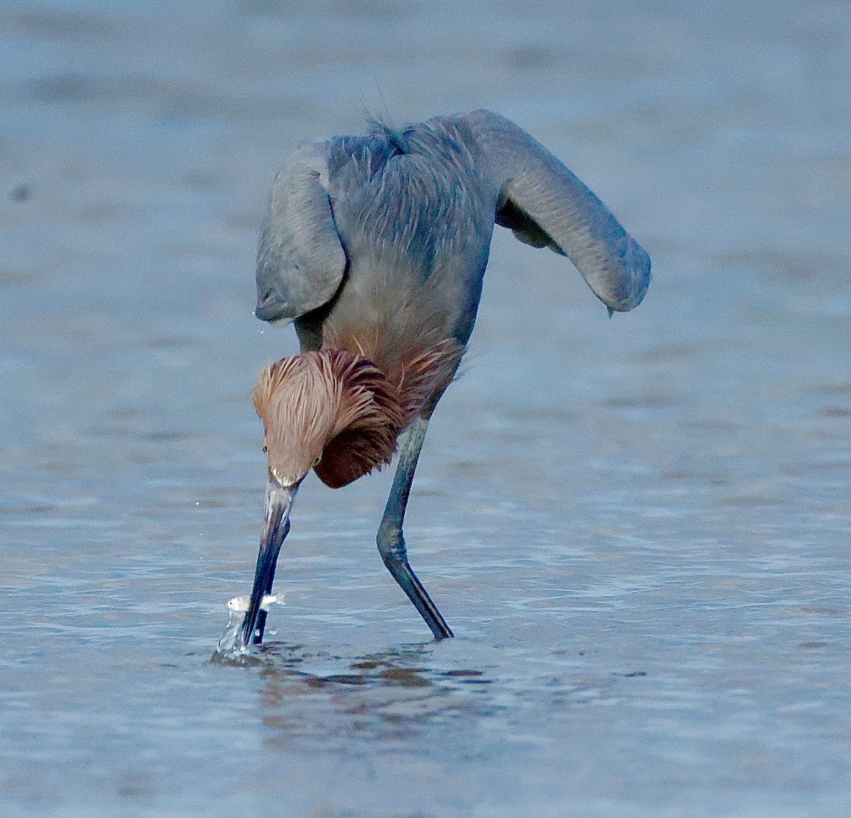 Reddish Egret - ML647148853