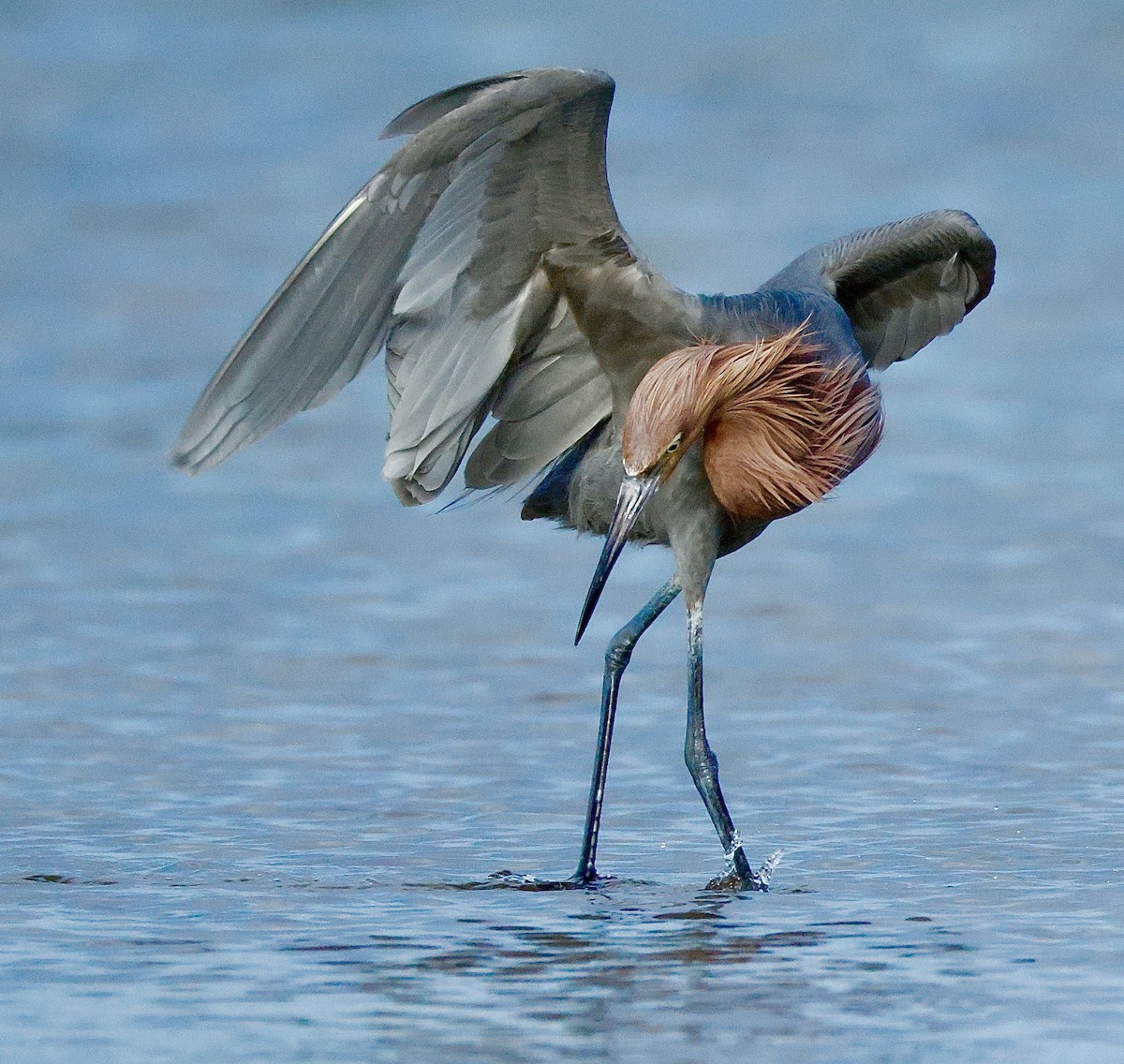 Reddish Egret - ML647148856
