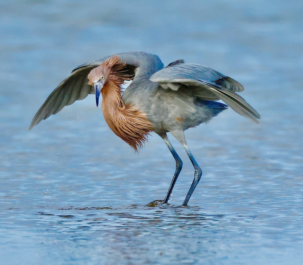 Reddish Egret - ML647148857
