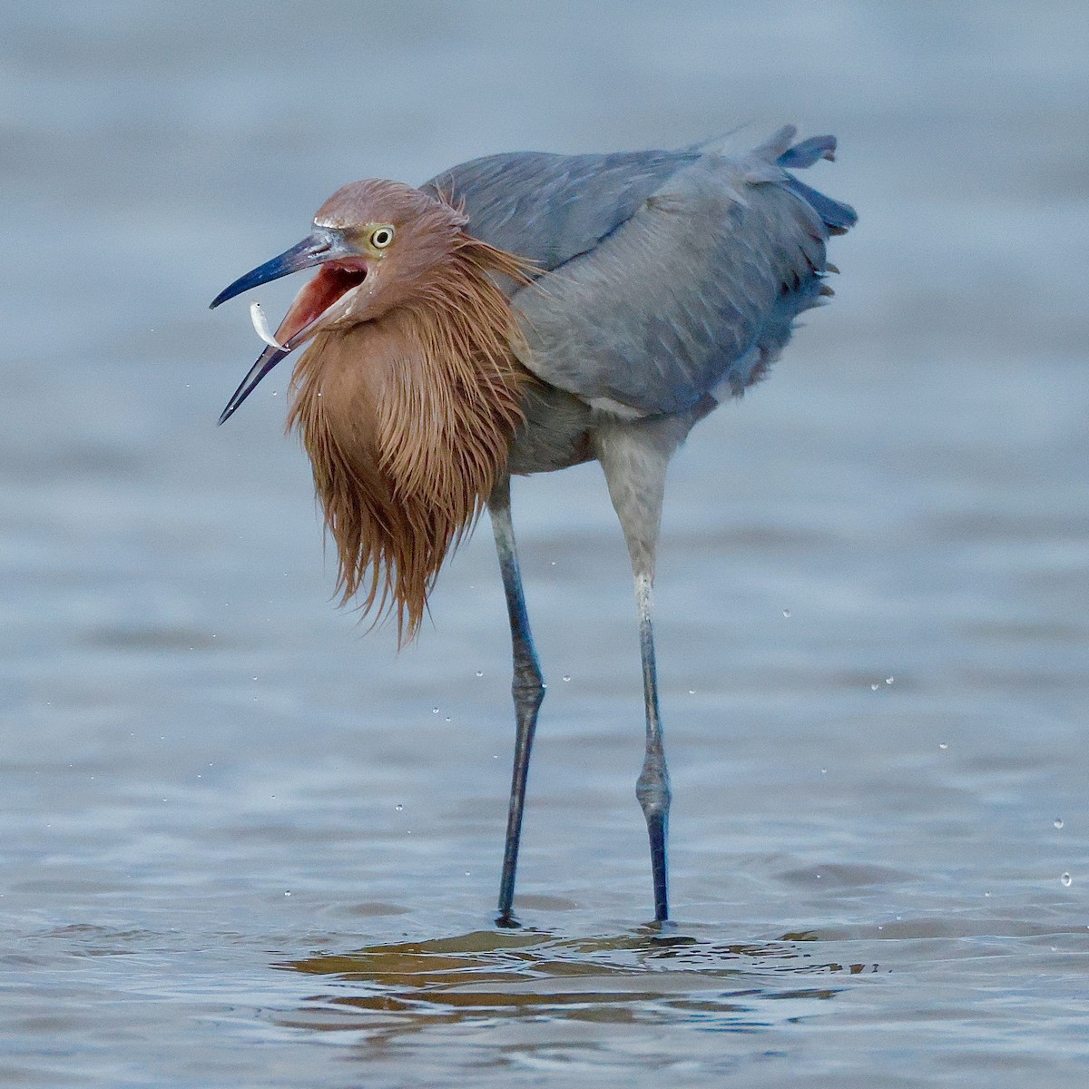 Reddish Egret - ML647148858