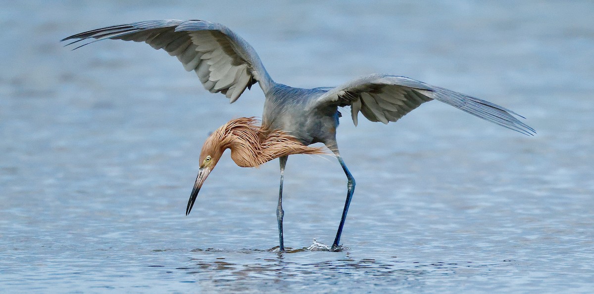 Reddish Egret - ML647148859