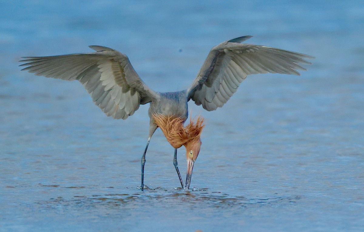 Reddish Egret - ML647148860