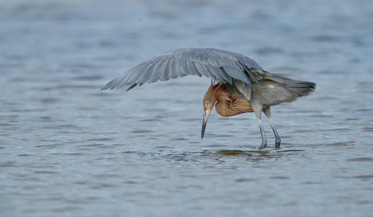 Reddish Egret - ML647148861