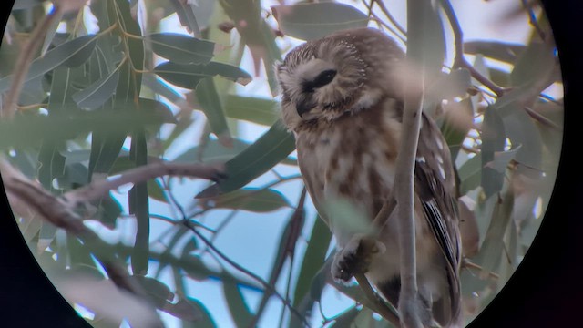 slipeugle - ML647148862