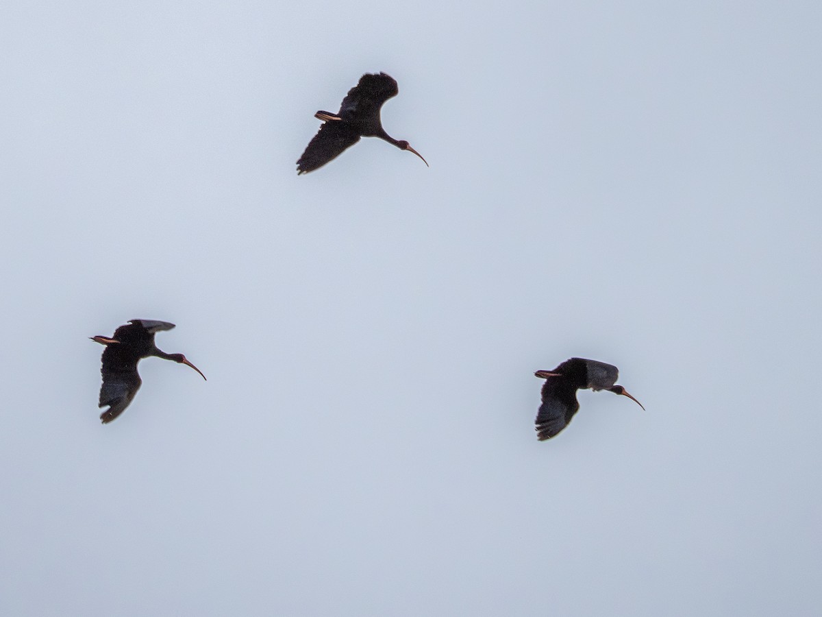 Ibis Afeitado - ML647148863