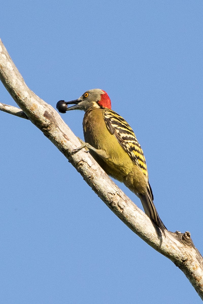 Hispaniolan Woodpecker - ML647148884