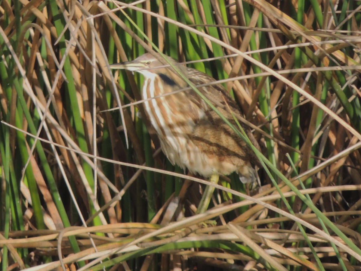 American Bittern - ML647148898