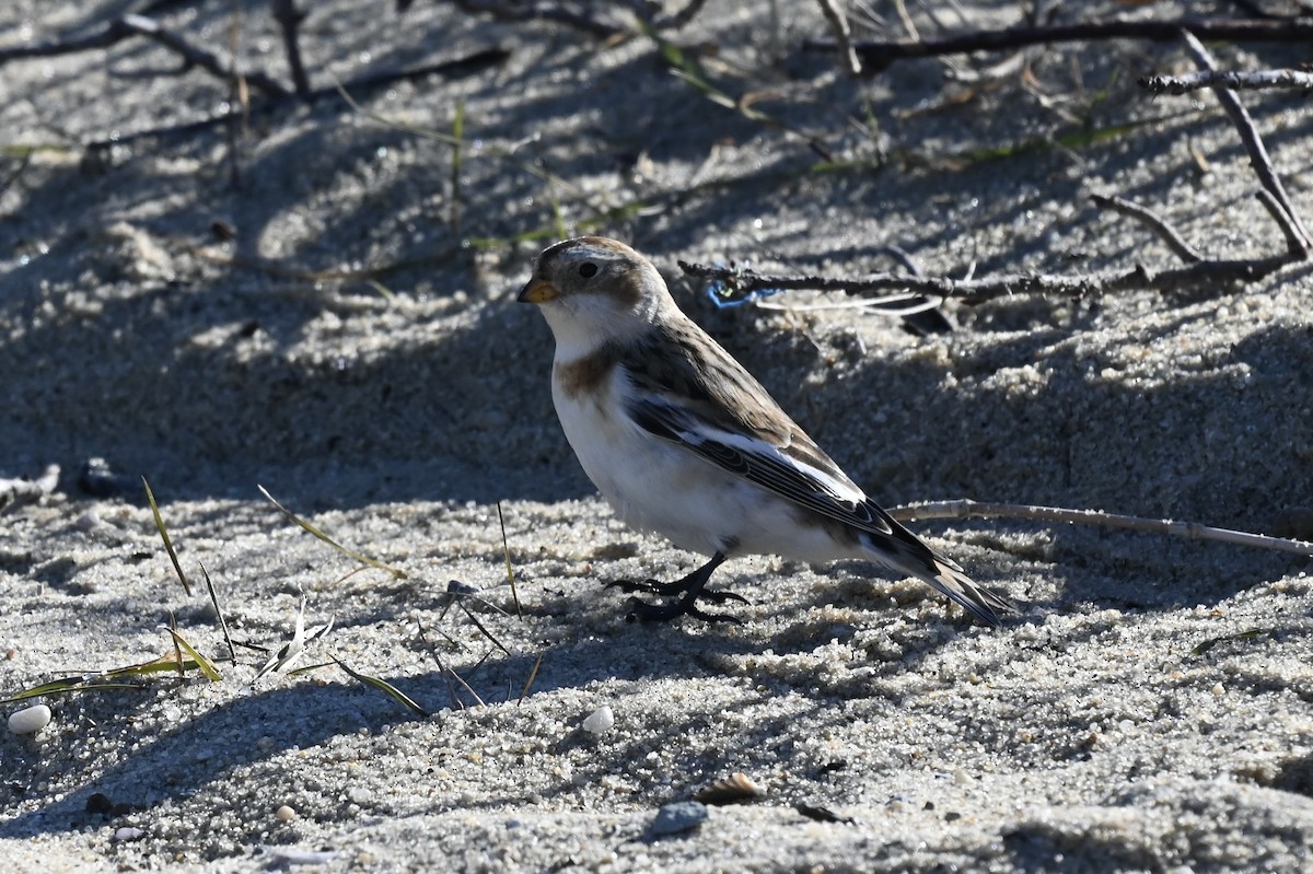 sněhule severní - ML647148940