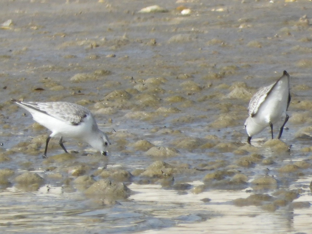 Sanderling - ML647148949