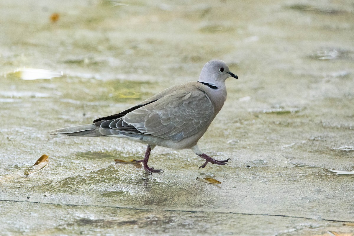 Eurasian Collared-Dove - ML647148955
