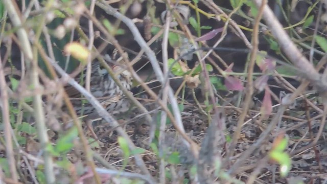 musespurv - ML647148956