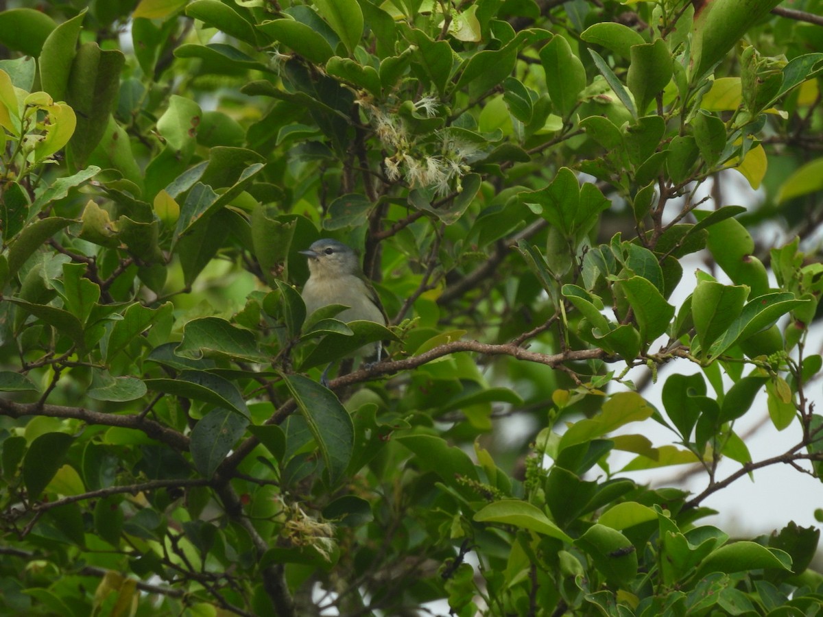 Bicolored Conebill - ML647148957