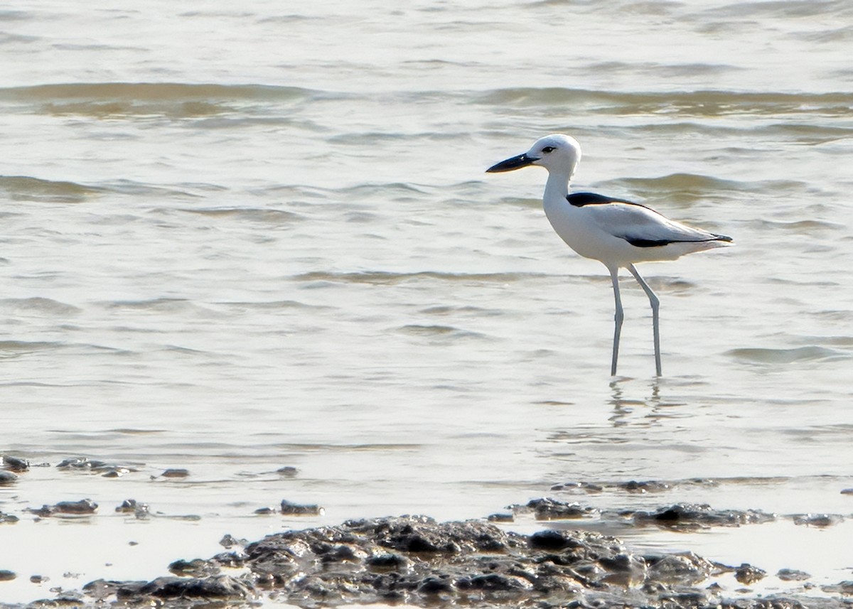 Crab-Plover - ML647148966