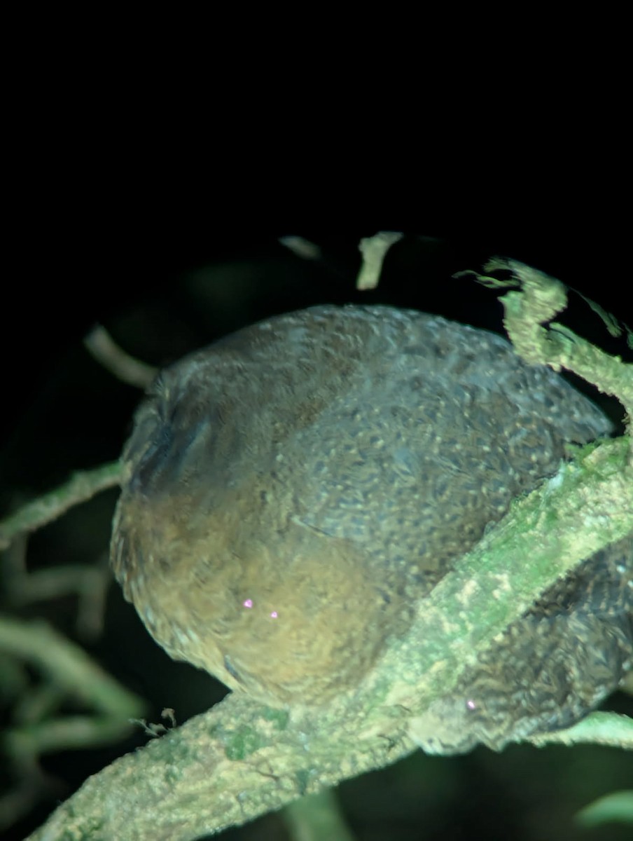 Highland Tinamou - ML647148971