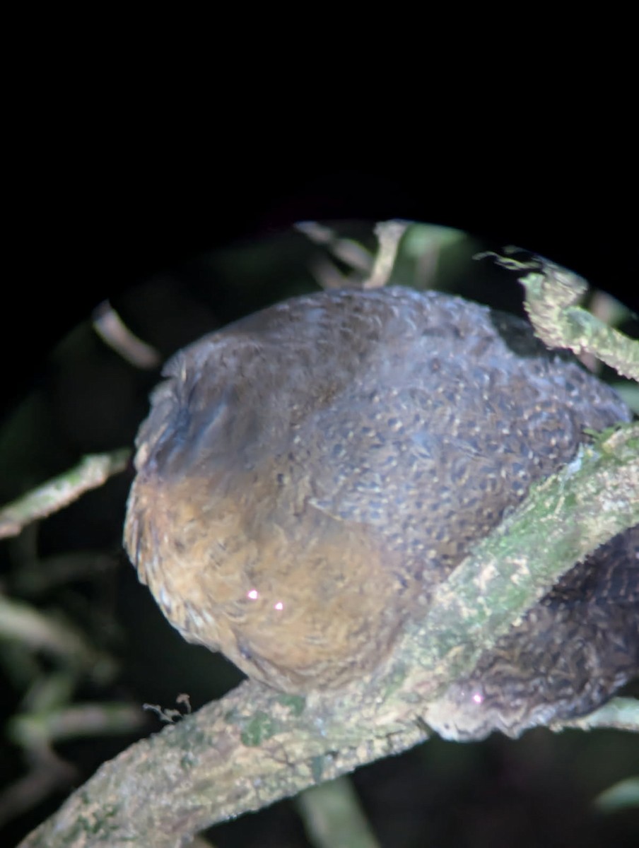 Highland Tinamou - ML647148972